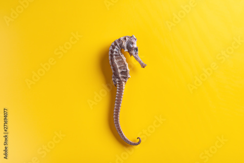 dry seahorse as Chinese medicine on a yellow background