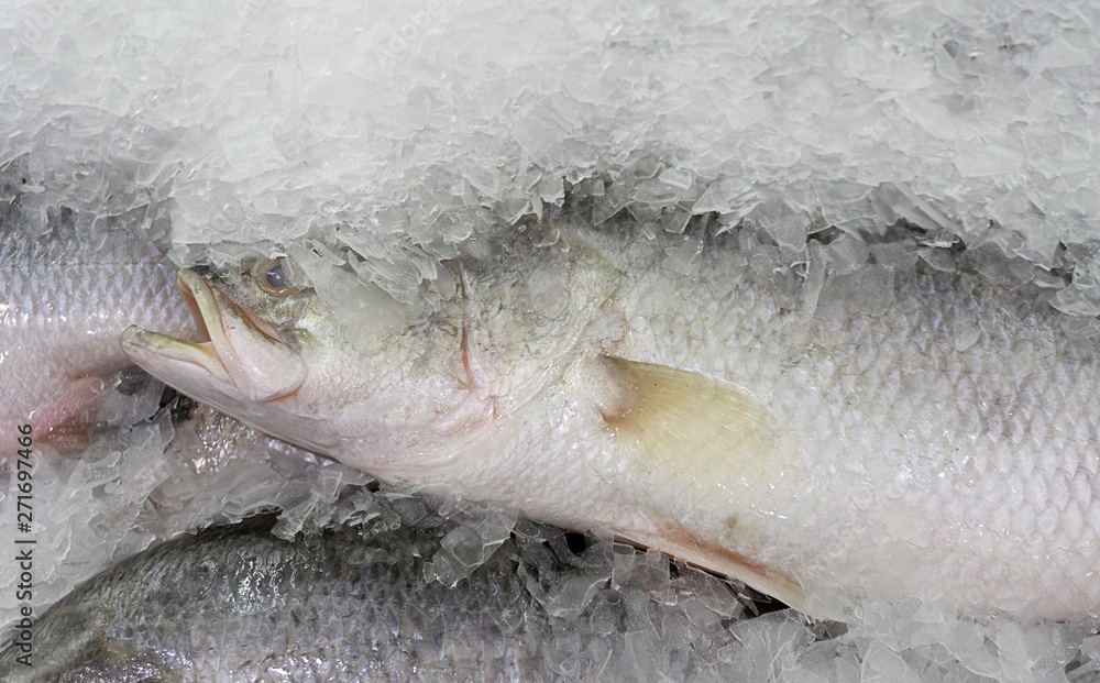 Sea bass fish on ice at Supermarket and department store, Ingredients for cooking, food concept. Sea bass fish on ice at Supermarket and department store, Ingredients for cooking, food concept.