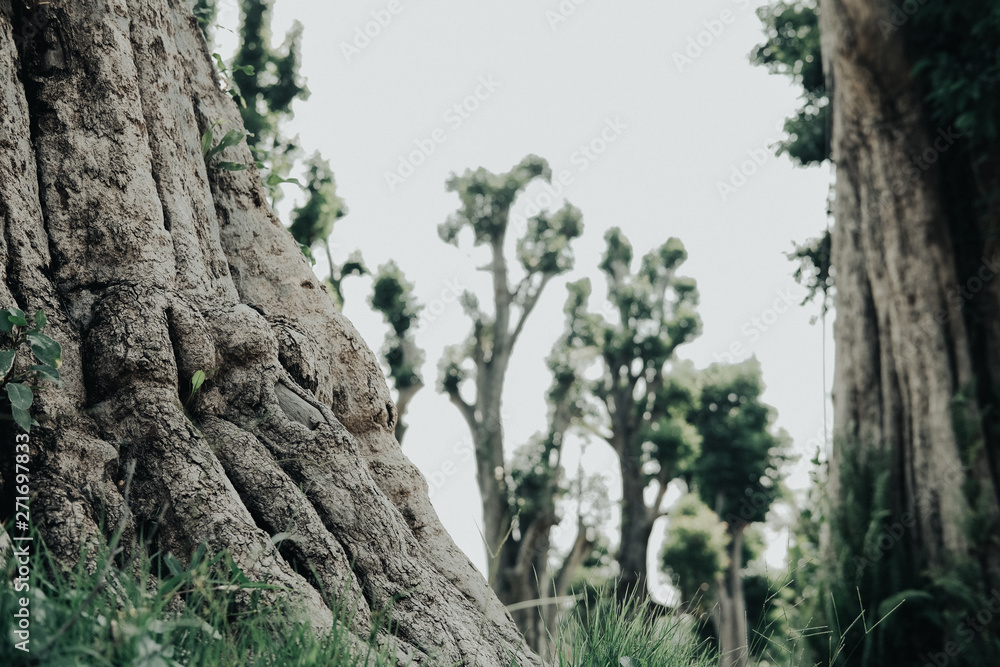 root base of big tree on green grass root base of big tree on green grass