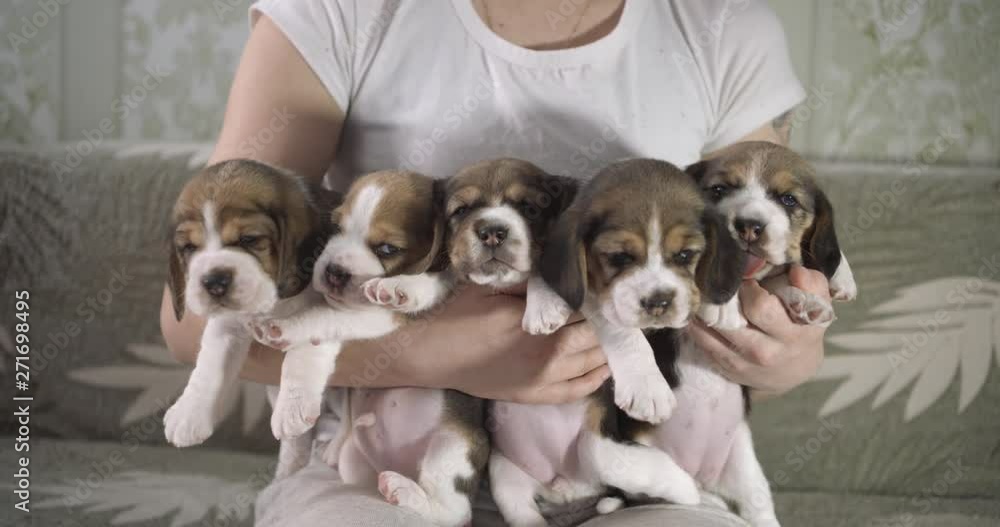 Girl holds on his hands five charming puppies. Puppies breed beagle age 24 days. Girl holds on his hands five charming puppies. Puppies breed beagle age 24 days.