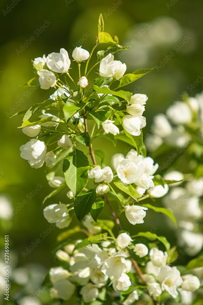 The white flowers of the apple tree are the green leaves of the tree against the blue sky. The white flowers of the apple tree are the green leaves of the tree against the blue sky.