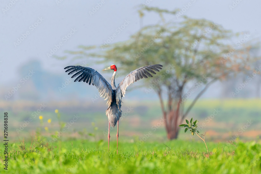 Naklejka premium 赤颈鹤