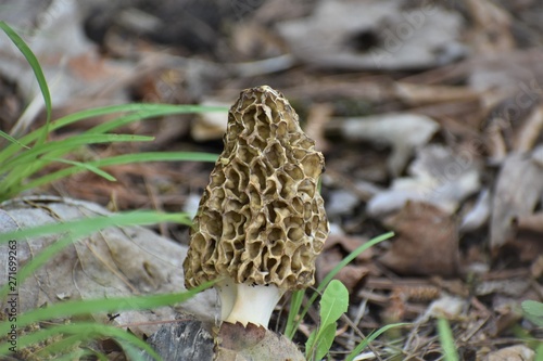 Morel Mushroom 