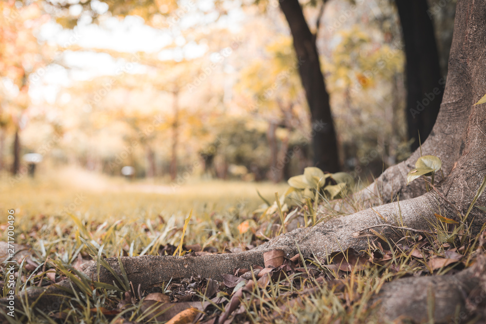 Big tree roots on the grass and beautiful natural background Big tree roots on the grass and beautiful natural background