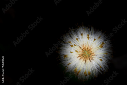 Dandelion going to seed with black background