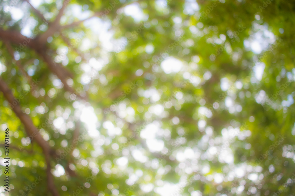 Obraz premium Blur Bokeh under the big green tree With a light to survive through the view