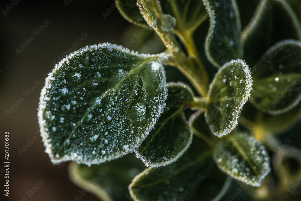 Frost frozen plants early morning winter close up nature background Frost frozen plants early morning winter close up nature background