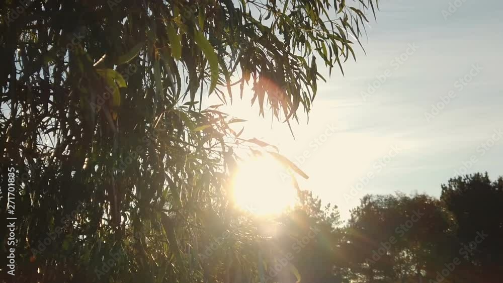 Walking towards a beautiful gum tree with afternoon sunlight shining
