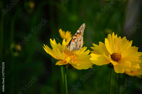Yellow chamomile flowers on them beautiful butterflies a lot of nature © Владимир Олейник
