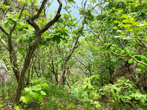 Russia, Vladivostok. Deciduous forest on the island of Shkot in June photo