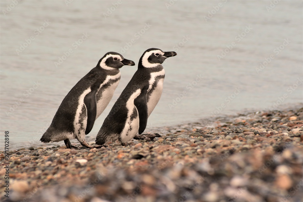 Fototapeta premium pinguino patagonico