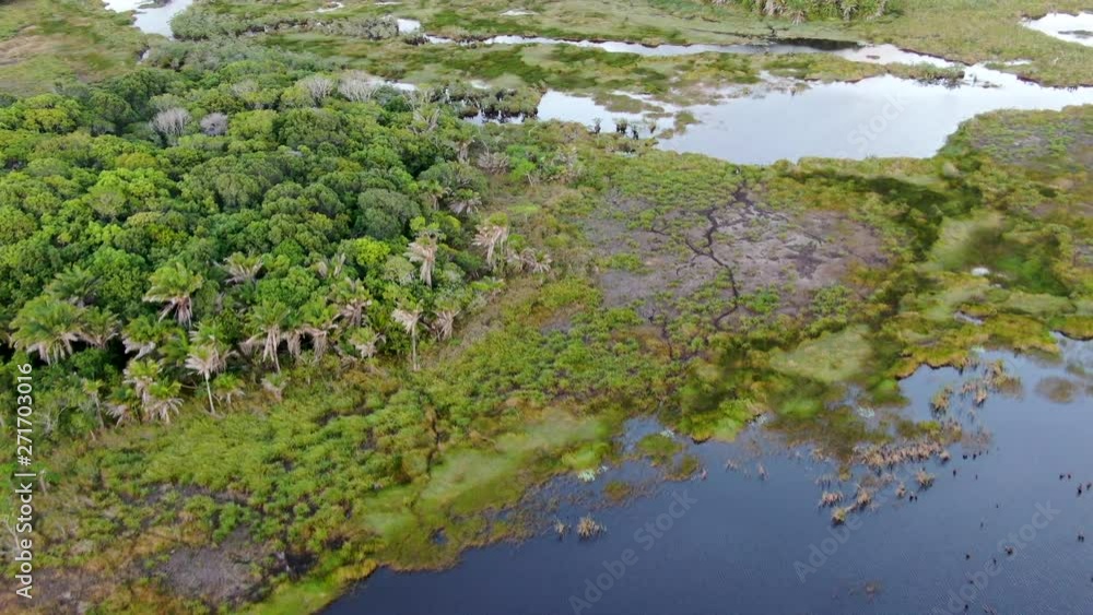 Aerial view of tropical rain forest, jungle in Brazil. Wetland forest with river, lush ferns and palms trees. Praia do Forte, Brazil Aerial view of tropical rain forest, jungle in Brazil. Wetland forest with river, lush ferns and palms trees. Praia do Forte, Brazil