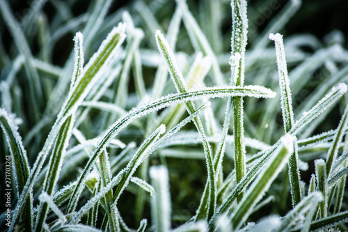 Frozen grass in winter, close up macro ice in winter, early morning cold frost © Joshua