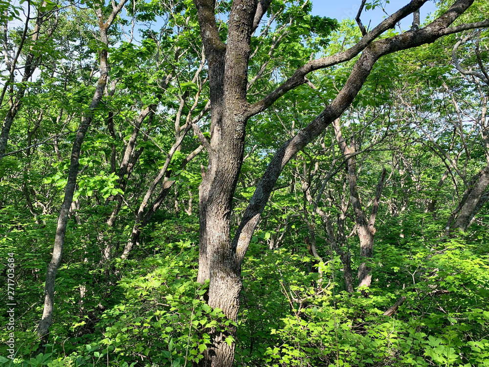 Fototapeta premium Russia, Vladivostok. Deciduous forest on the island of Shkot in June