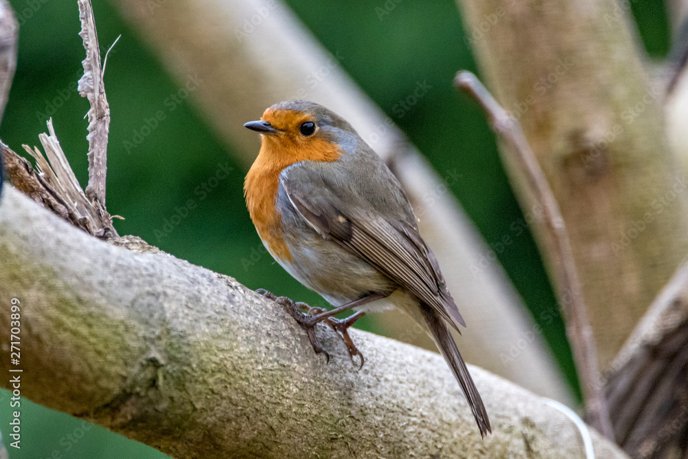 Fototapeta premium bird on branch