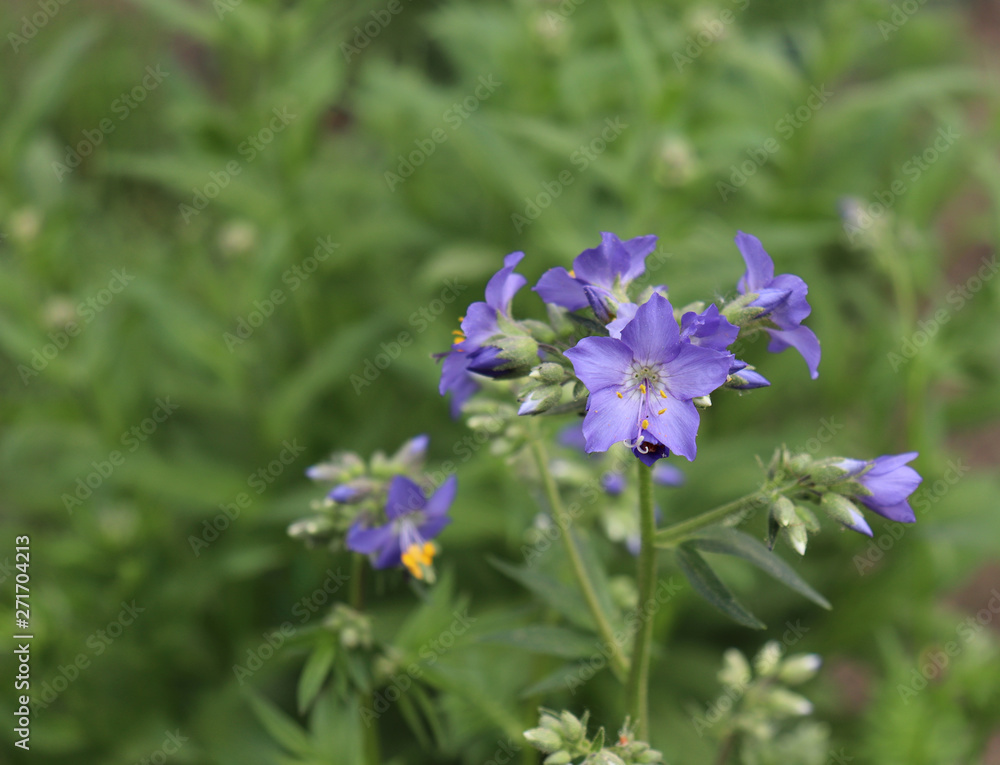 Close up of the blue flowers of an Polemonium plant, also known as Jacob's-ladder or Greek valerian ,Polemoniaceae family in organic garden. Medicinal plants, herbs in the garden.