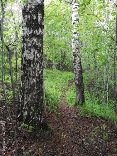 trees in the forest