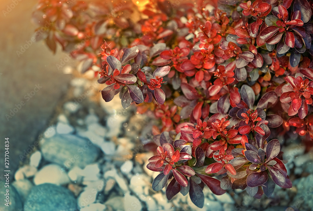 Autumn bright Leaves on tree, autumnal nature season background. Autumn colorful fall backdrop. Beautiful red leaves in autumnal park Landscape. copy space. Autumn bright Leaves on tree, autumnal nature season background. Autumn colorful fall backdrop. Beautiful red leaves in autumnal park Landscape. copy space.
