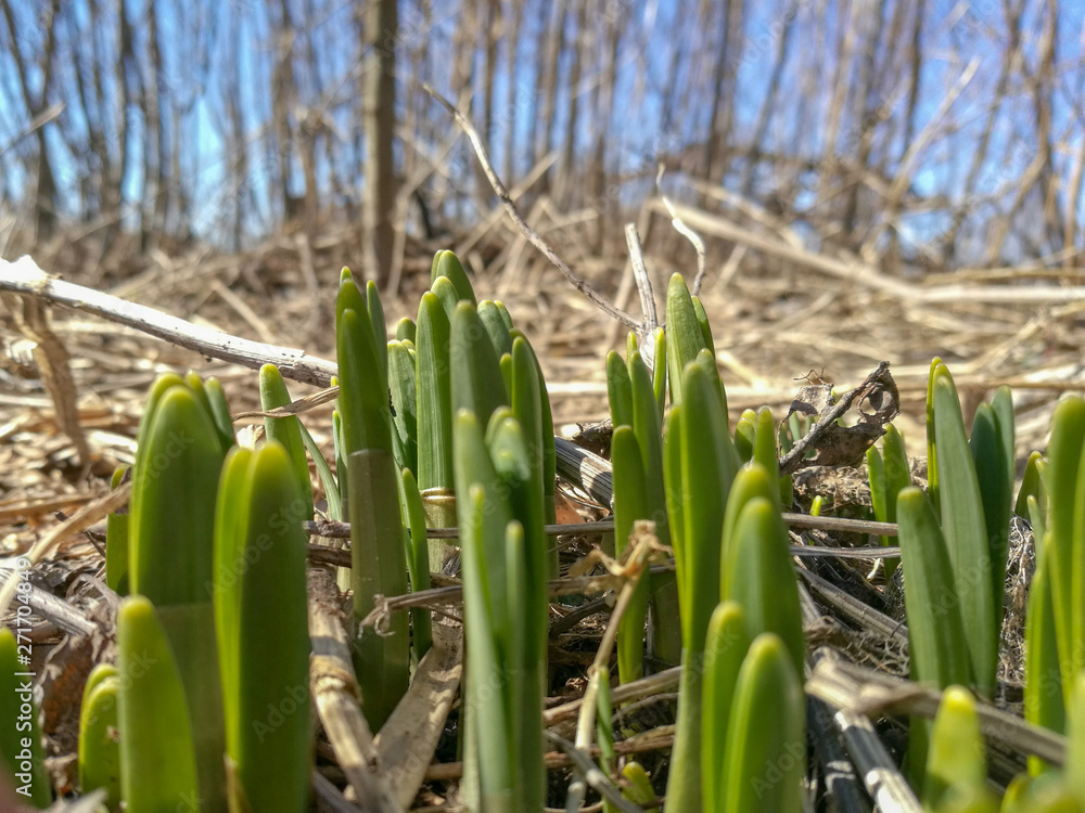 Obraz premium corn in the field