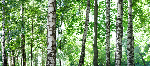 Fototapeta Naklejka Na Ścianę i Meble -  Beautiful nature wilderness background. Summer landscape with green birch forest. White birches and green leaves. banner, template for design. copy space