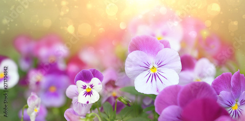 Beautiful Viola Flowers. Flowering purple pansies in garden, abstract bokeh, floral background. Summer blossoming violas background. close up, copy space