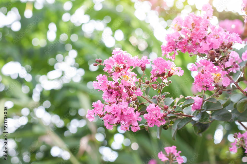 Lagerstroemia flower (Indian Lilac) bloom after rain in the garden on blur nature background. Lagerstroemia flower (Indian Lilac) bloom after rain in the garden on blur nature background.