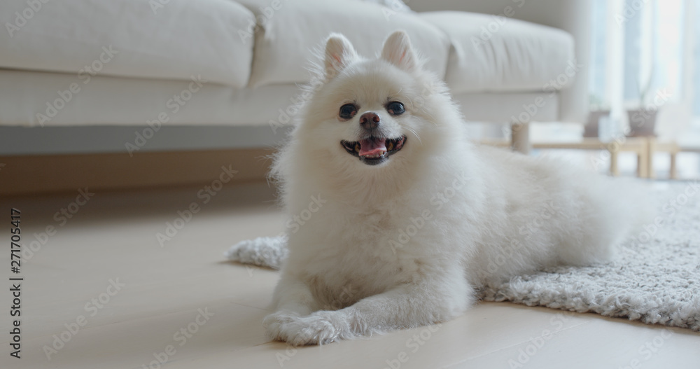 White pomeranian lying on the floor at home White pomeranian lying on the floor at home