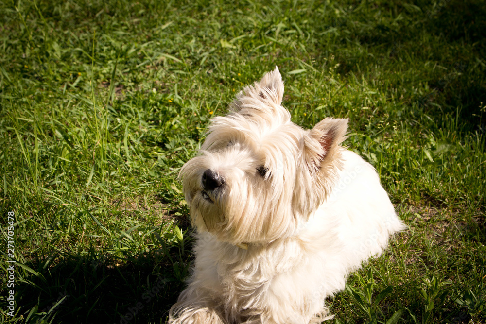The West highland white Terrier on a green lawn. The West highland white Terrier on a green lawn.