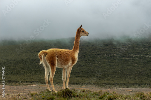 Lonely vicuna in the moor under the gray haze photo