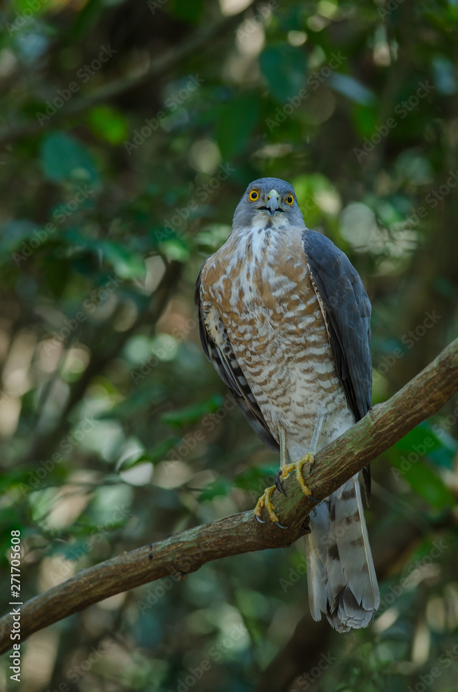 Shikra perching on a branch (Accipiter badius) Shikra perching on a branch (Accipiter badius)