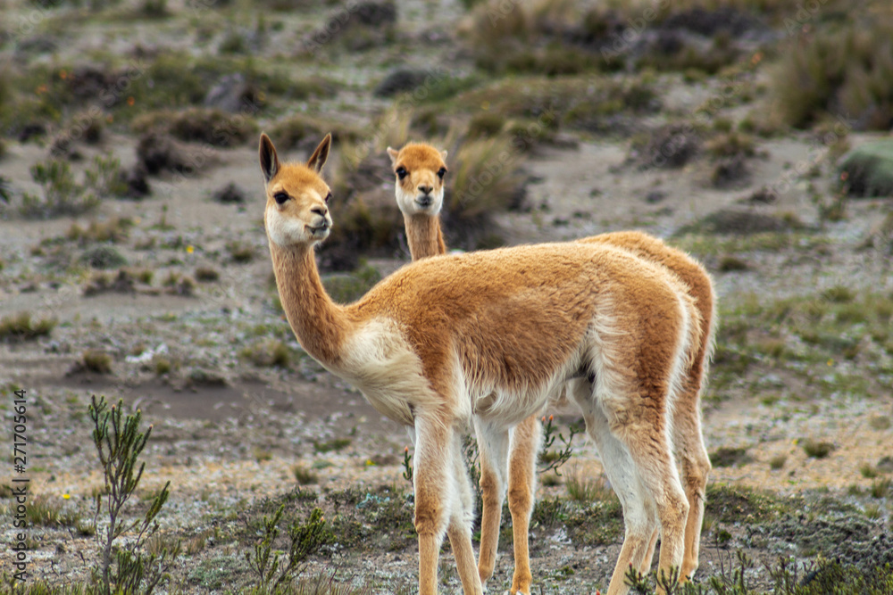 Two vicunas walking on a mountain in the Andes Two vicunas walking on a mountain in the Andes