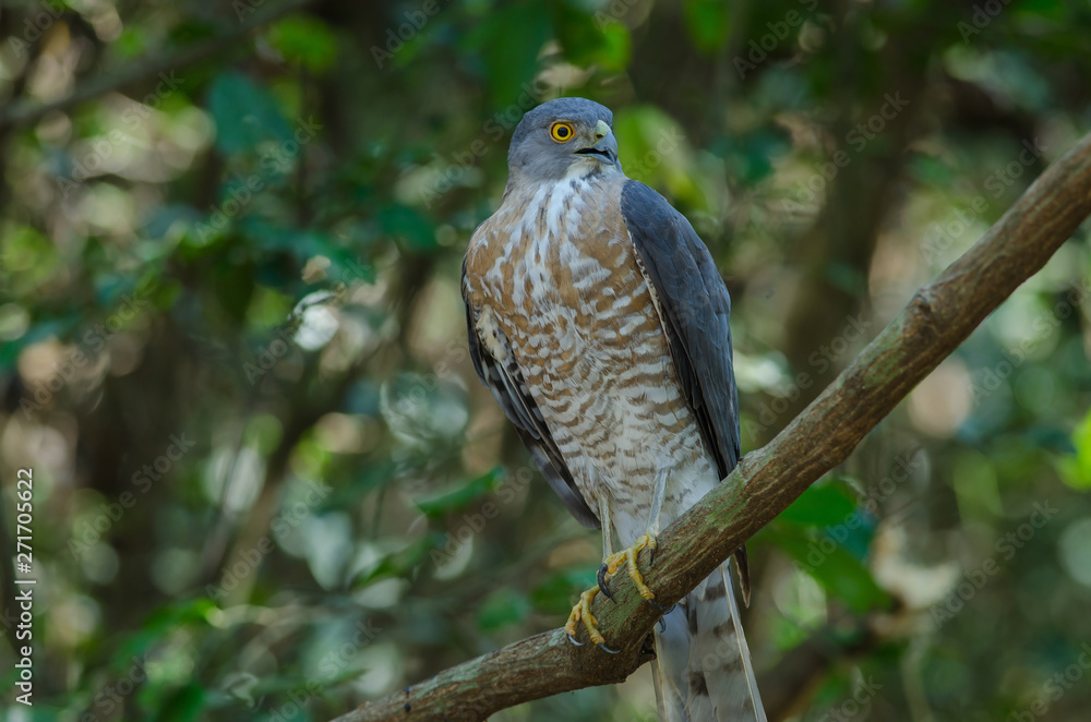 Shikra perching on a branch (Accipiter badius) Shikra perching on a branch (Accipiter badius)