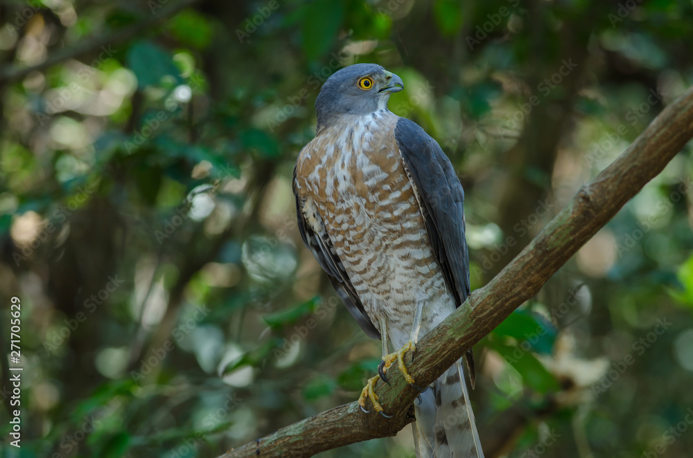Shikra perching on a branch (Accipiter badius) Shikra perching on a branch (Accipiter badius)