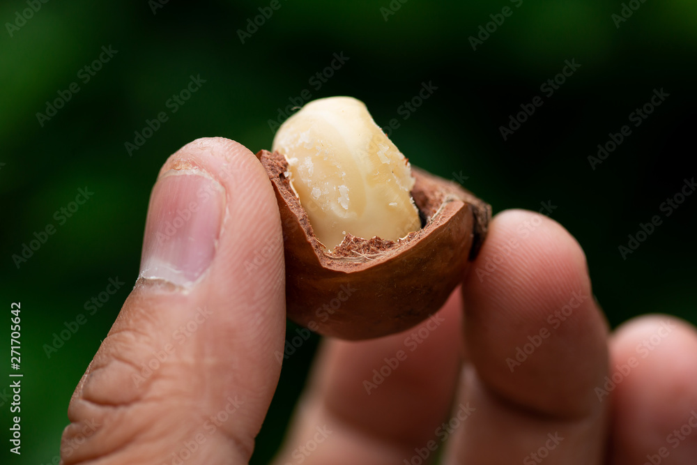 Macadamia fruit on green leaf background Macadamia fruit on green leaf background