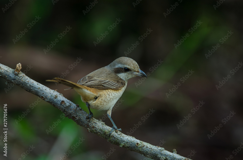 Fototapeta premium Brown Shrike perching on a branch