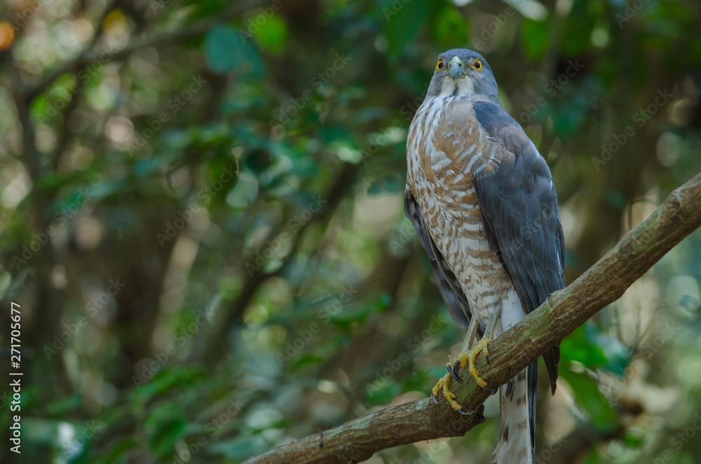 Shikra perching on a branch (Accipiter badius) Shikra perching on a branch (Accipiter badius)
