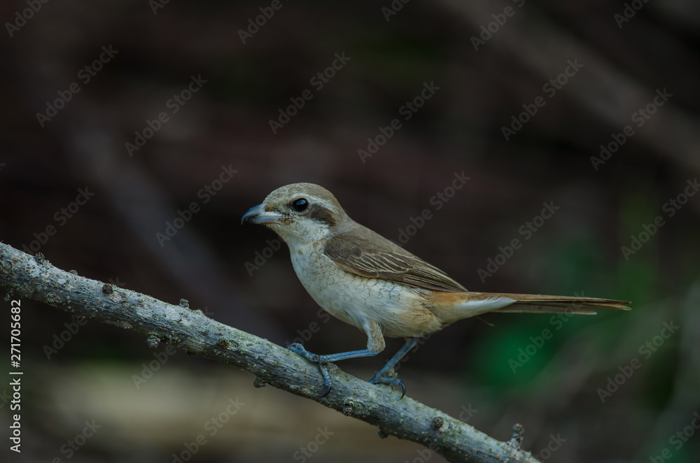 Obraz premium Brown Shrike perching on a branch