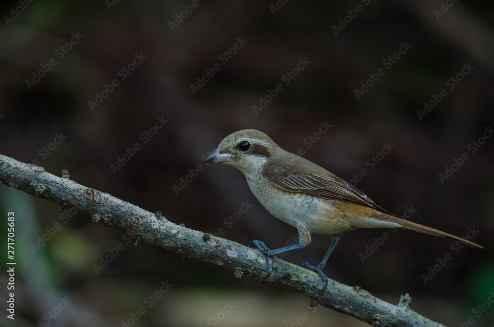 Brown Shrike perching on a branch Brown Shrike perching on a branch