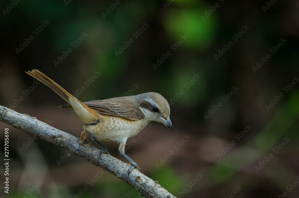 Fototapeta premium Brown Shrike perching on a branch