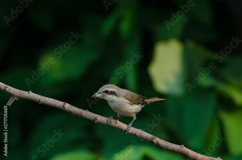 Brown Shrike perching on a branch