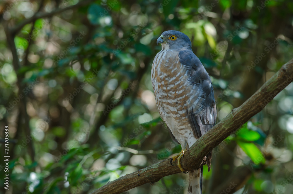 Shikra perching on a branch (Accipiter badius) Shikra perching on a branch (Accipiter badius)