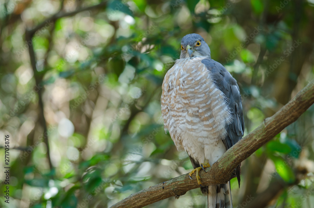 Shikra perching on a branch (Accipiter badius) Shikra perching on a branch (Accipiter badius)