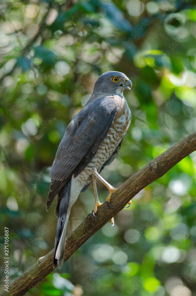Shikra perching on a branch (Accipiter badius) Shikra perching on a branch (Accipiter badius)