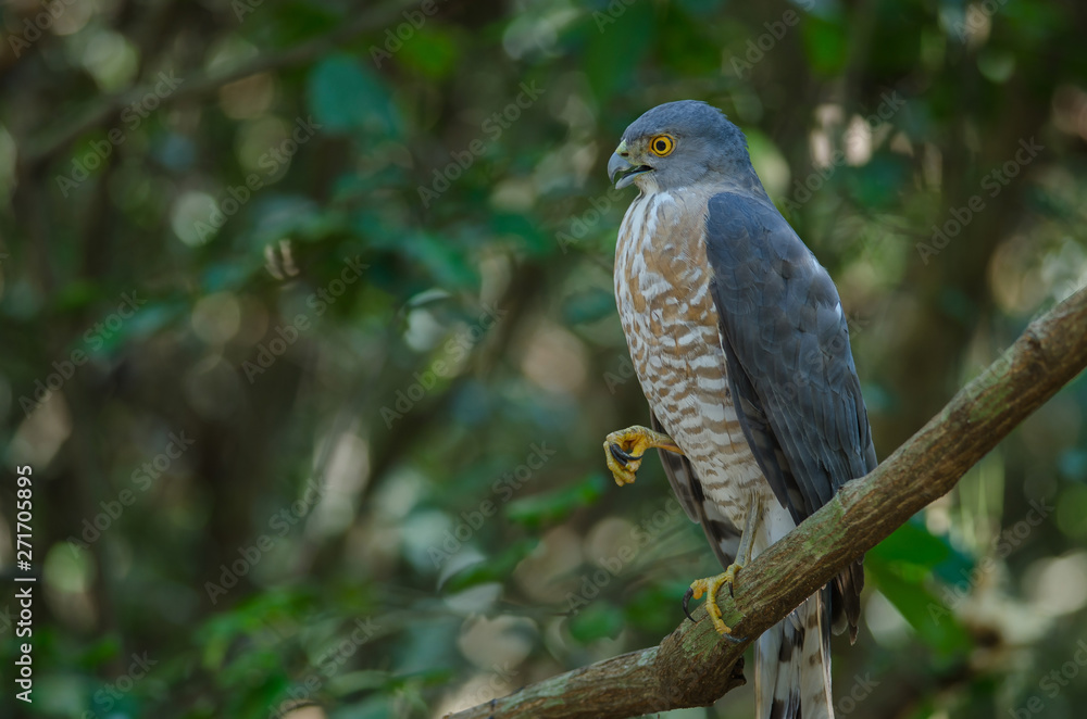 Shikra perching on a branch (Accipiter badius) Shikra perching on a branch (Accipiter badius)