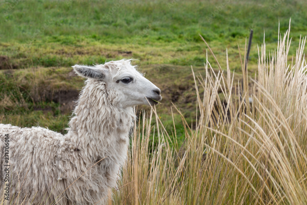 A white lama in the middle of the grass