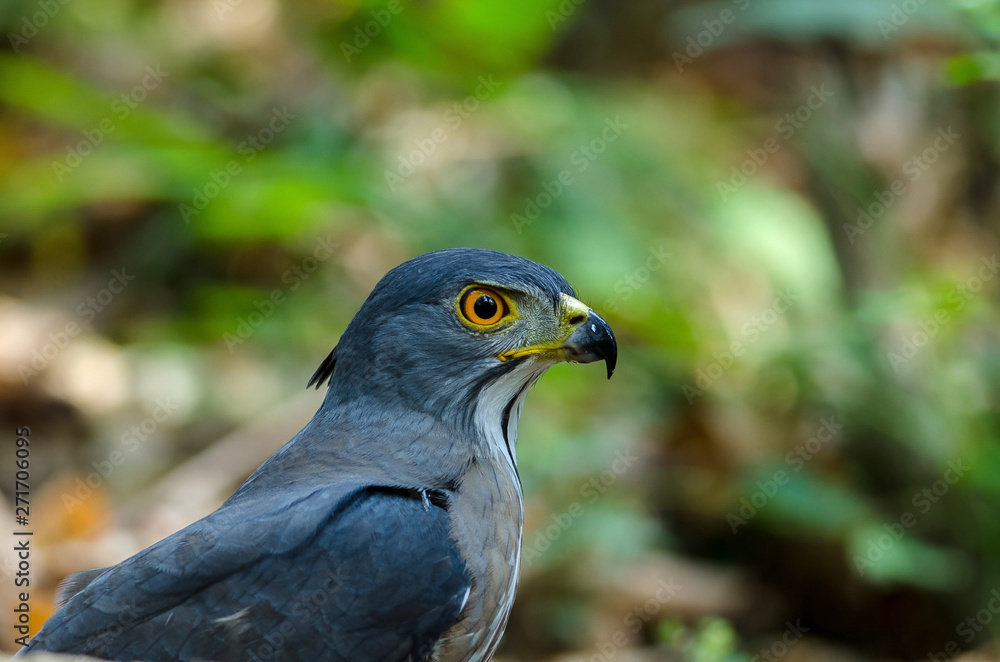 Fototapeta premium Crested goshawk in the nature