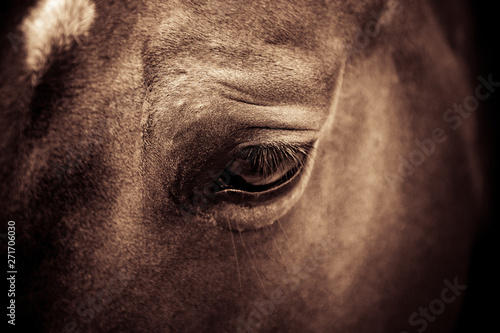 Das Auge eines American Quarter Horse in Großaufnahme, Quarter Horse Pferd, Close Up © Andreas Wedel 