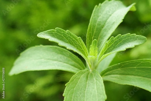 Stevia rebaudiana. Stevia herb macro. Fresh stevia branches on green blurred vegetable background.Natural Healthy wholesome sweetness. Diabetic sweet food supplement.Healthy low-calorie food.