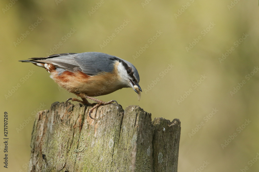 Obraz premium A beautiful Nuthatch, Sitta europaea, perching on a tree stump in a forest with an insect in its beak. 