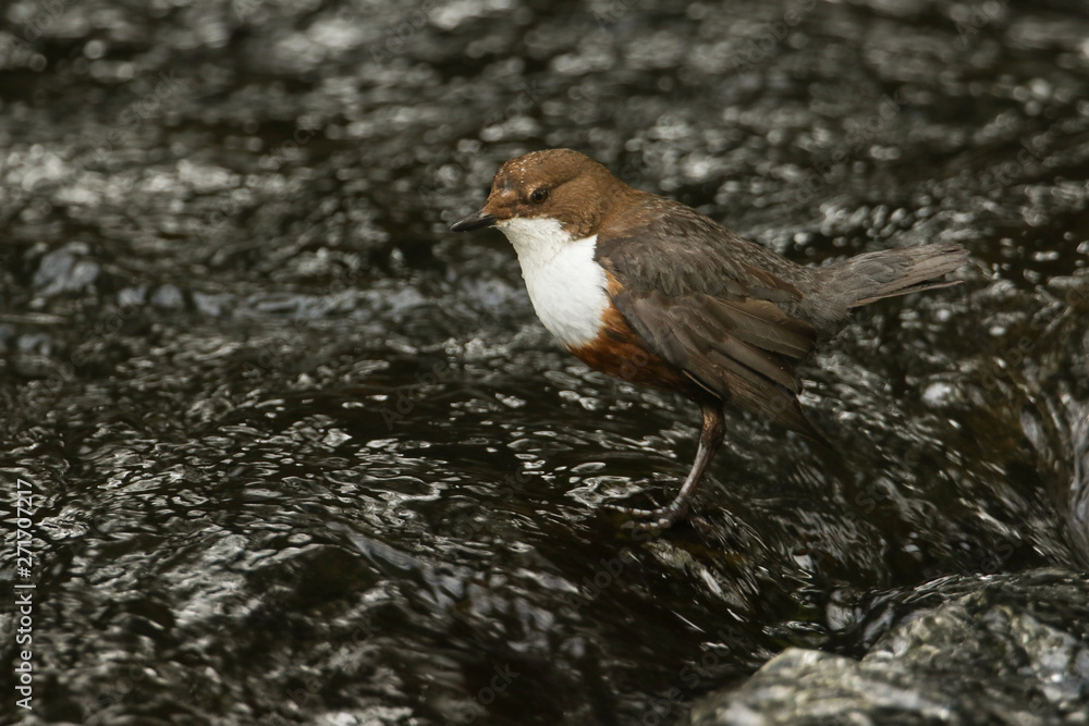 A beautiful Dipper (Cinclus cinclus) standing in the middle of a river. It has been diving under the water catching food. A beautiful Dipper (Cinclus cinclus) standing in the middle of a river. It has been diving under the water catching food.